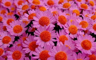 Картинка цветы, пурпурный, природа, дождь, красота, лето, сад