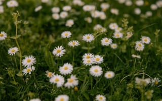 Картинка цветы, ромашки, природа, зелень, лето, пейзаж, красота