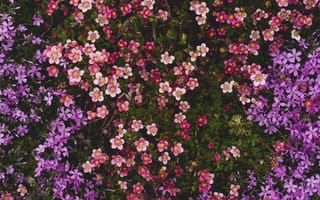 Картинка цветы, природа, обои, фото, пейзаж, красота, весна