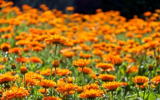 Картинка цветы, оранжевый, пейзаж, природа, лето, сад, красота