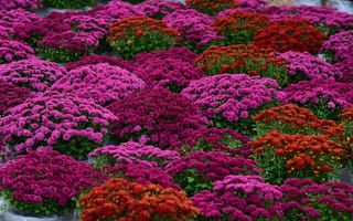 Картинка цветы, флора, природа, сад, красота, пейзаж, яркие