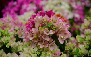 Картинка цветы, бугенвиллия, природа, растения, красота, фото, обои