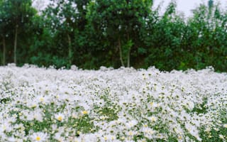 Картинка цветы, ромашки, природа, пейзаж, лето, зелень, поле
