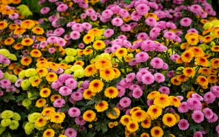 Картинка цветы, природа, сад, яркие, осень, растения, красота