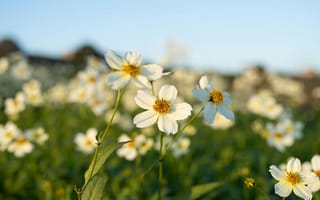 Картинка цветы, природа, пейзаж, лето, солнце, зелень, красота