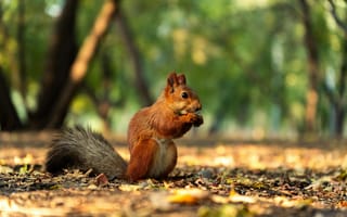 Картинка белка, природа, лес, осень, животные, фотография, пейзаж