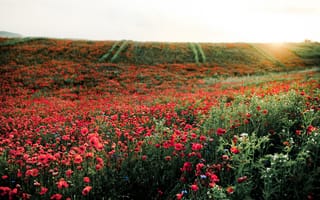 Картинка полевые цветы, мак, природа, пейзаж, лето, красный, солнце