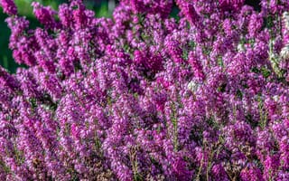 Картинка цветы, природа, фиолетовый, растения, лето, красота, ландшафт