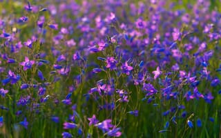 Картинка цветы, полевые, фиолетовые, природа, лето, красота, ландшафт
