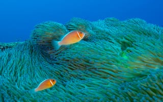 Картинка рыбы, анемоны, океан, подводный мир, природа, глубина, цвета