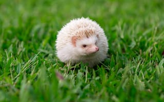 Картинка еж, трава, животное, природа, мило, фото, обои