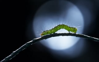 Картинка гусеница, природа, макро, животные, зелёный, фотография, фон