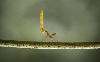 Картинка муравей, природа, макро, животные, фотография, лес, микромир