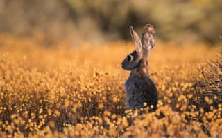Картинка кролик, природа, пейзаж, цветы, осень, животные, фото