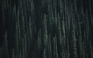 Картинка лес, деревья, природа, зеленый, пейзаж, фотография, обои