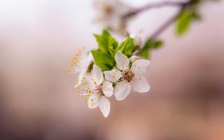 Картинка цветы, весна, природа, белый, красота, дерево, пейзаж