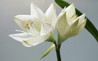 Картинка цветы, белый, природа, лепестки, красота, растение, фотография