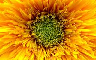 Картинка цветок, желтый, природа, макро, красота, растение, декор