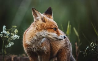 Картинка лисица, природа, животные, дикие животные, фото, обои, лес