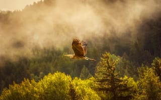 Картинка птица, природа, лес, пейзаж, небо, полет, туман, деревья, закат, красота