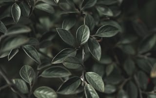 Картинка листья, растение, природа, зелень, фон, текстура, декор