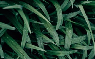 Картинка трава, капли, зелень, природа, фон, влага, растения