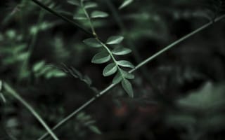 Картинка листья, растения, природа, зелень, фото, обои, темный