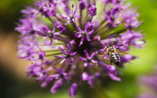 Картинка цветы, пчела, природа, фиолетовый, макро, растения, лето