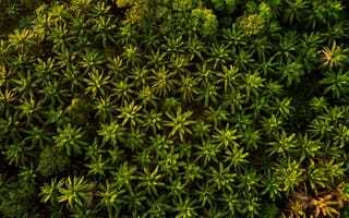 Картинка пальмы, зелень, природа, лес, тропики, пейзаж, воздушный вид