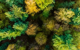 Картинка лес, природа, деревья, осень, зелень, пейзаж, воздушный вид