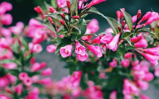 Картинка цветы, розовый, природа, растения, красота, лето, фото