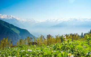 Картинка горы, природа, пейзаж, цветы, небо, зелень, лето