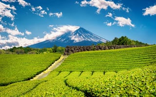 Картинка Фудзияма, горы, чайные плантации, природа, пейзаж, небо, облака