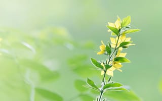 Картинка цветы, природа, зелень, растения, лето, красота, фото
