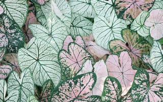 Картинка листья, растения, природа, декор, зелень, фото, обои