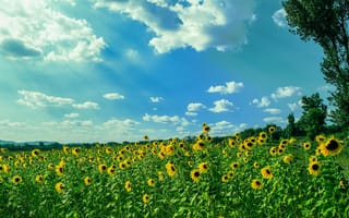 Картинка подсолнухи, небо, пейзаж, лето, цветы, природа, солнце
