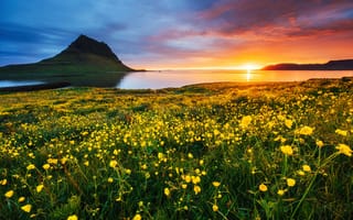 Картинка пейзаж, закат, цветы, гора, природа, водоем, Исландия