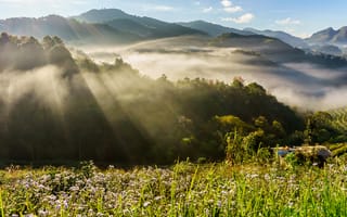 Картинка природа, горы, туман, свет, пейзаж, цветы, утро