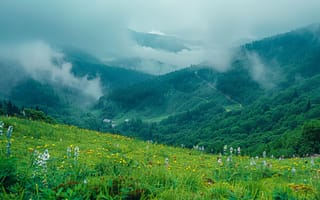 Картинка горы, природа, туман, цветы, пейзаж, лес, долина