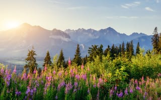 Картинка горы, природа, цветы, лес, пейзаж, закат, весна