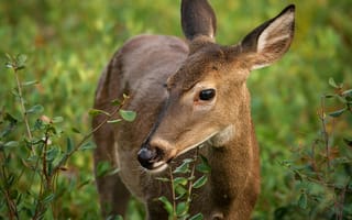 Картинка олень, природа, животные, лес, зеленый, дикие животные, фотография