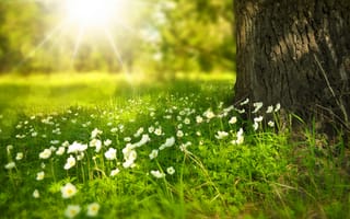 Картинка природа, цветы, трава, дерево, свет, лето, пейзаж