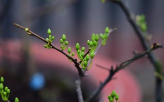 Картинка растения, зелень, почки, природа, весна, цветы, макро