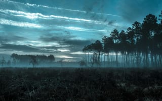 Картинка лес, туман, природа, пейзаж, небо, деревья, мгла, синий, утро, тишина