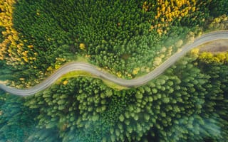 Картинка лес, дорога, природа, пейзаж, осень, зелень, высота