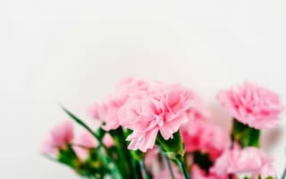 Картинка цветы, розовые, флора, натюрморт, кarnation, природа, декор