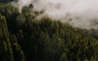 Картинка лес, природа, горы, туман, пейзаж, деревья, экология