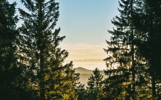 Картинка лес, природа, горизонт, солнце, деревья, пейзаж, утро