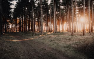 Картинка лес, природа, закат, деревья, пейзаж, дорожка, освещение