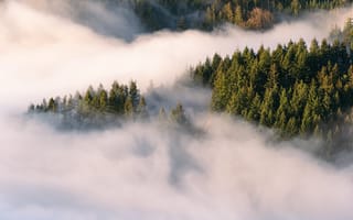 Картинка лес, туман, природа, пейзаж, деревья, горы, утро